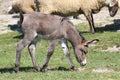 Young donkey and a sheep graze in pasture