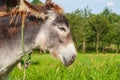 The young donkey stands sideways against the background of green grass and trees.