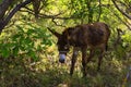 Young donkey under tree Royalty Free Stock Photo