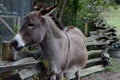 Young Donkey