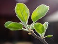 Young downy leaves of the Apple tree in the rays of the bright sun, close-up. Early spring, trees are blooming Royalty Free Stock Photo