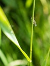 Young dragon-fly hides behind the plant stem Royalty Free Stock Photo