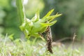 Young dragon fruit in garden,pitaya,hylocereus.