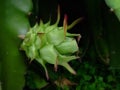 young dragon fruit on the tree Royalty Free Stock Photo