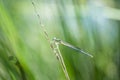 Young Dragonfly Closeup