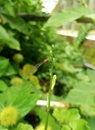 A dragonfly landed on one of the plants