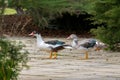 Young drake Muscovy duck, green wings, red wattles on face walking in garden in Tasmania, Australia