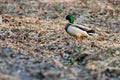 A young drake walks through last year`s leaves in the April spring forest Royalty Free Stock Photo