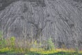 Young, dried-up birches and shrubs at the foot of gray mountain are made of clay and industrial waste.