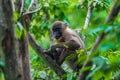 Young drill monkey sitting on the tree branch Royalty Free Stock Photo