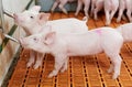 Young drinking piglet at pig farm