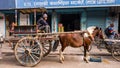 A young driver sitting on his wheeled horse cart outside a shop in a market street in