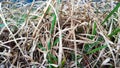 Young and dry grass near the lake closeup Royalty Free Stock Photo