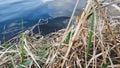 Young and dry grass near the lake closeup Royalty Free Stock Photo