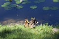 The young duck autumn rest grass lake