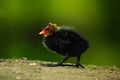 Young of duck. Brown water bird with yellow and red bill Common Moorhen, Porphyrio martinicus, walking in the grass