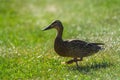 The young duck goes to the left side Royalty Free Stock Photo