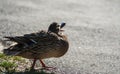 The young duck goes to the right side along the asphalt Royalty Free Stock Photo