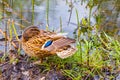 young duck hides its beak in feathers Royalty Free Stock Photo