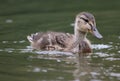 Young Duck in nature, outdoor Royalty Free Stock Photo