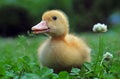 Young duck Royalty Free Stock Photo