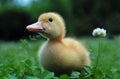 Young duck Royalty Free Stock Photo