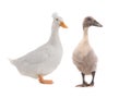 Young duck and standing beautiful white duck isolated Royalty Free Stock Photo