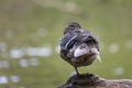 A young duck stands on one leg on a wooden trunk. In the background is green water Royalty Free Stock Photo