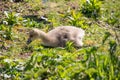 Young duck waddling through a lush green grassy area near a leafy bush