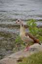 Young duck walking at river Main Royalty Free Stock Photo