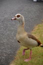 Young duck walking at river Main Royalty Free Stock Photo