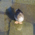 Young duck walking at river Main Royalty Free Stock Photo