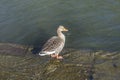 Young duck walking at river Main Royalty Free Stock Photo