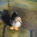 Young duck walking at river Main Royalty Free Stock Photo