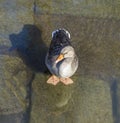 Young duck walking at river Main Royalty Free Stock Photo