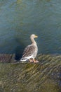 Young duck walking at river Main Royalty Free Stock Photo