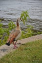 Young duck walking at river Main Royalty Free Stock Photo