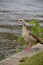 Young duck walking at river Main Royalty Free Stock Photo