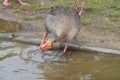 Young duck walking at river Main Royalty Free Stock Photo