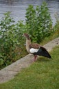 Young duck walking at river Main Royalty Free Stock Photo