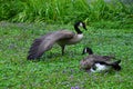 Young duck walking at river Main Royalty Free Stock Photo