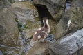 Young duck walking at river Main Royalty Free Stock Photo