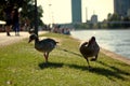 Young duck walking at river Royalty Free Stock Photo