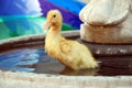 Young Duck in Water Fountain Royalty Free Stock Photo