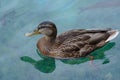 A young duck on the water Royalty Free Stock Photo