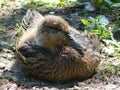 Young Duckling at that Awkward Age: Yellow Down and Feathers, Resting on the Ground