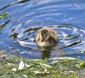 Young Duckling