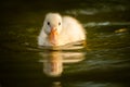 Young duckling portrait in nature