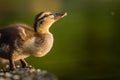 Young duckling portrait in nature