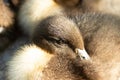 Close-up of a young duckling.